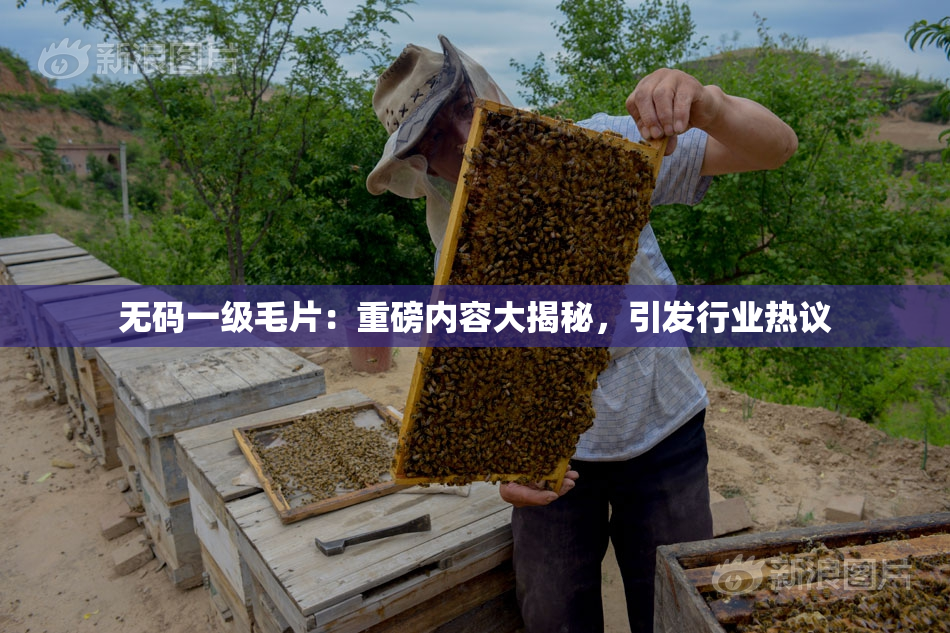 无码一级毛片：重磅内容大揭秘，引发行业热议
