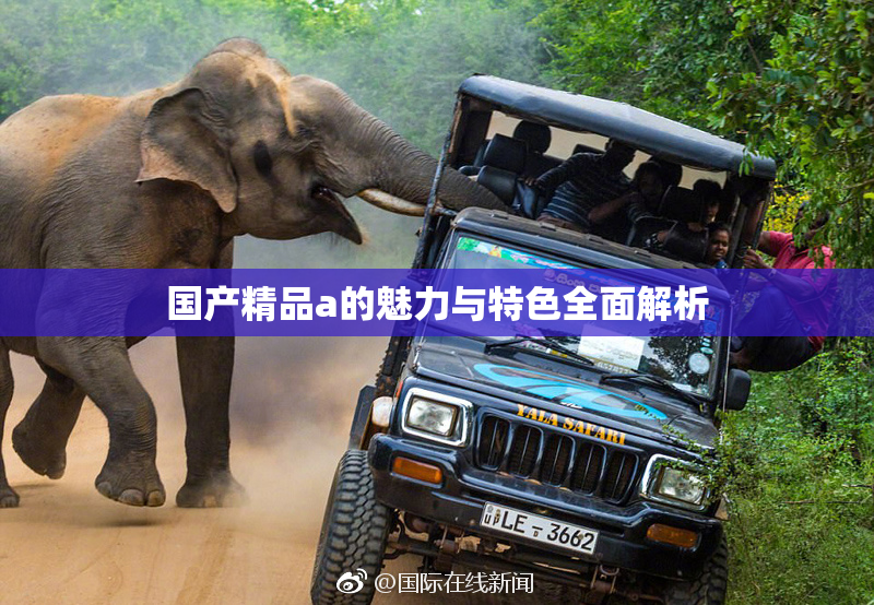 国产精品a的魅力与特色全面解析