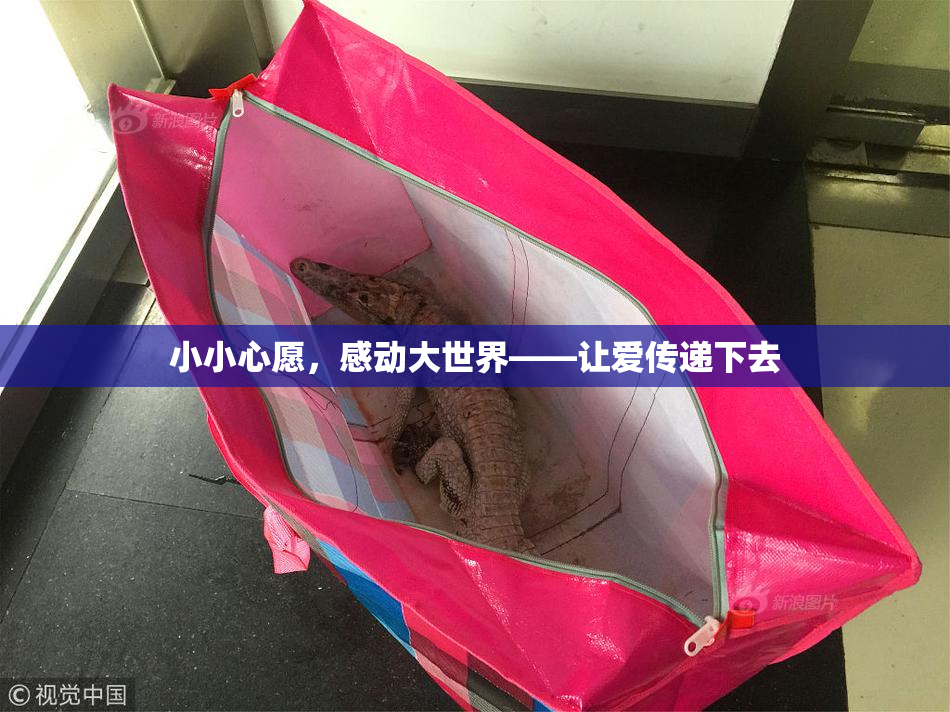 小小心愿，感动大世界——让爱传递下去