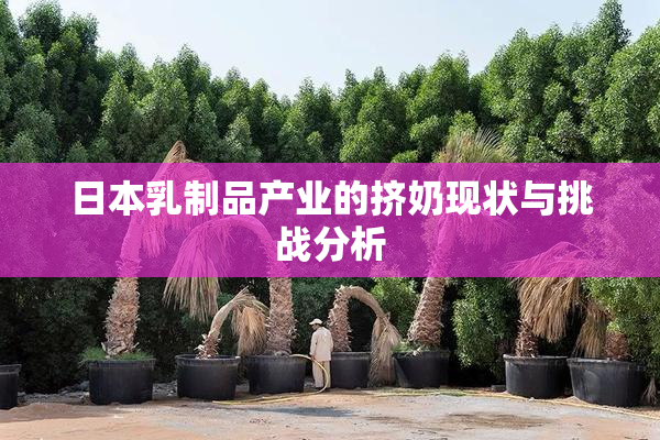 日本乳制品产业的挤奶现状与挑战分析
