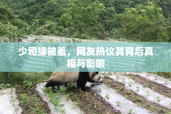 少司缘被羞，网友热议其背后真相与影响