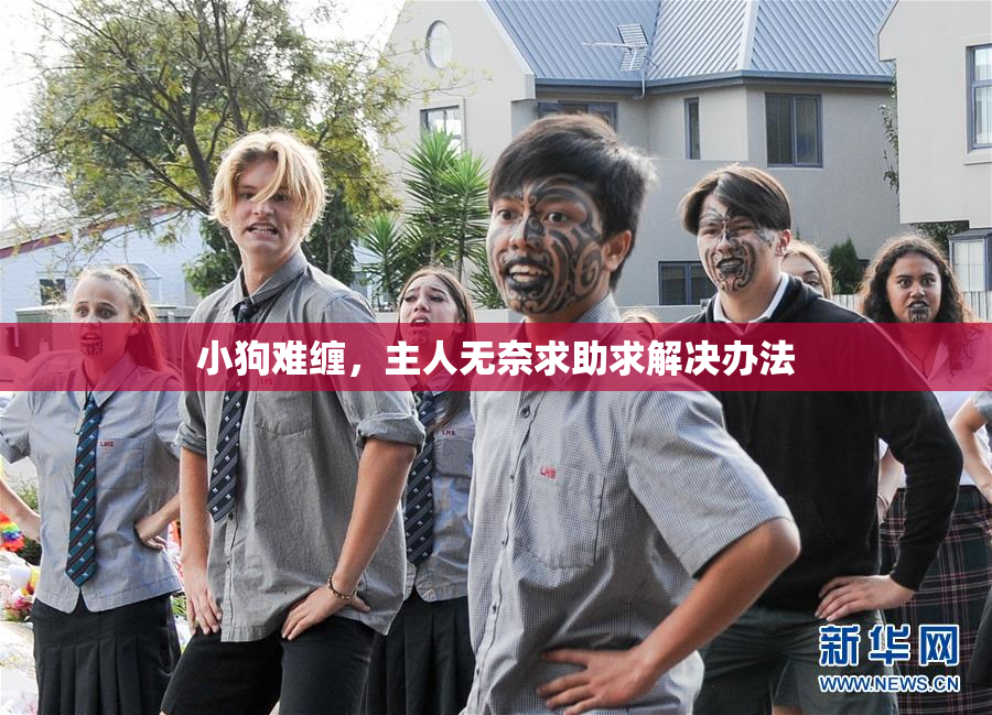 小狗难缠，主人无奈求助求解决办法