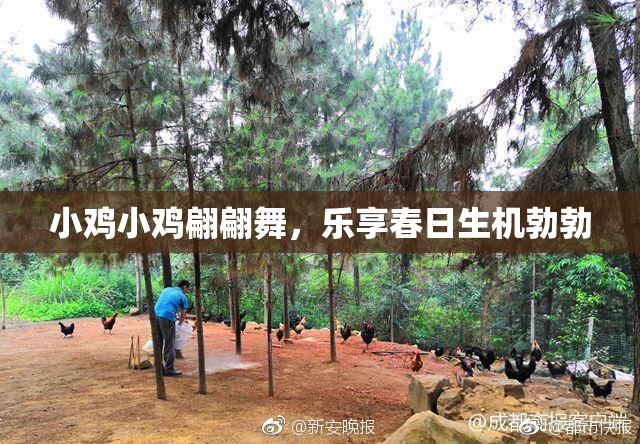 小鸡小鸡翩翩舞，乐享春日生机勃勃