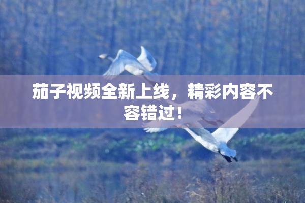 茄子视频全新上线，精彩内容不容错过！