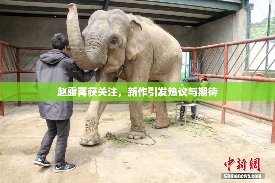 赵露再获关注，新作引发热议与期待