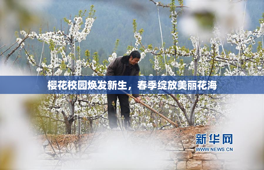 樱花校园焕发新生，春季绽放美丽花海