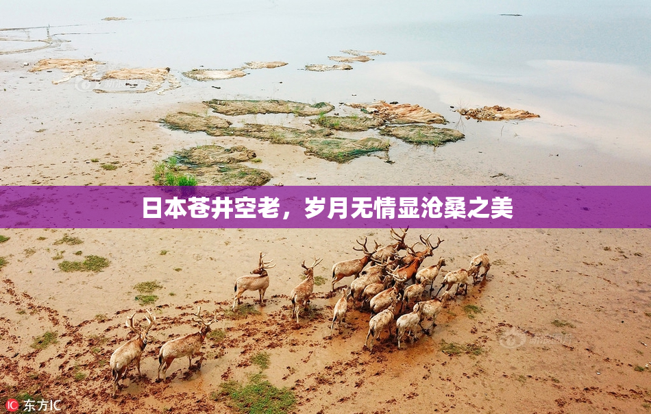 日本苍井空老，岁月无情显沧桑之美