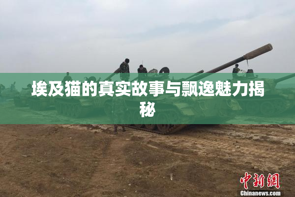 埃及猫的真实故事与飘逸魅力揭秘