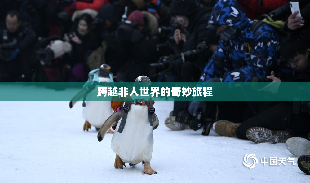 跨越非人世界的奇妙旅程