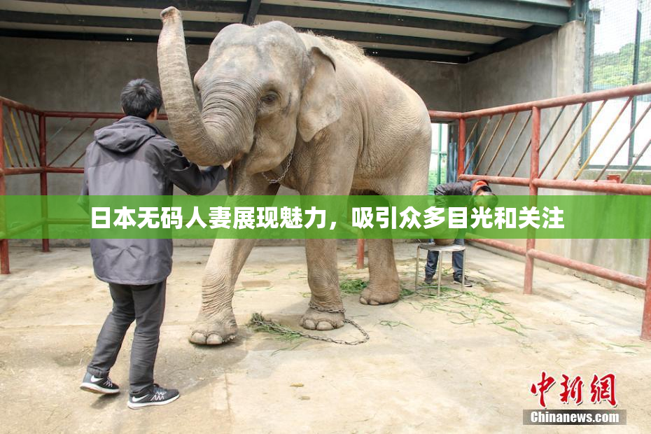 日本无码人妻展现魅力，吸引众多目光和关注