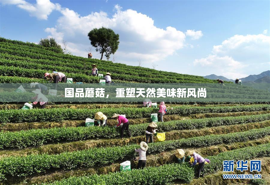 国品蘑菇，重塑天然美味新风尚