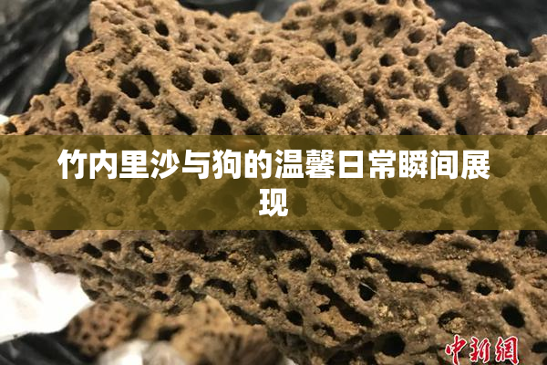 竹内里沙与狗的温馨日常瞬间展现
