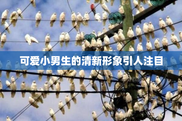 可爱小男生的清新形象引人注目