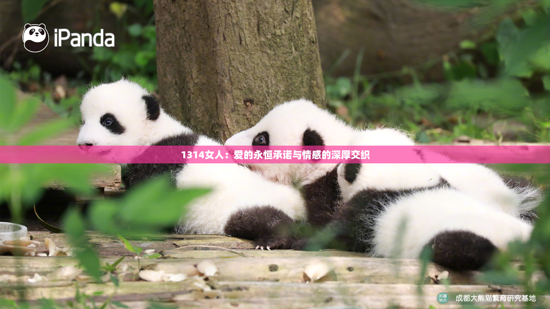 1314女人：爱的永恒承诺与情感的深厚交织
