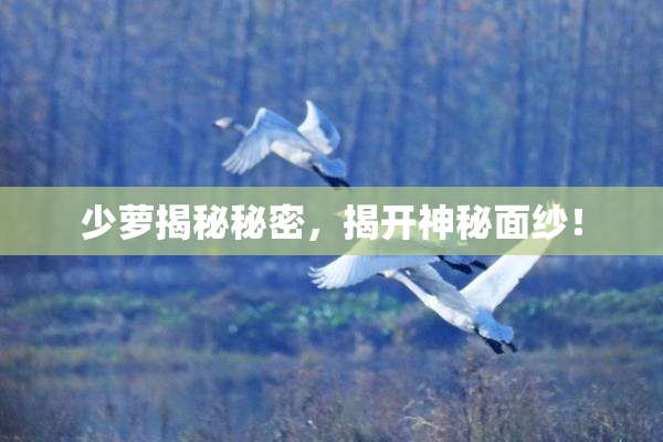 少萝揭秘秘密，揭开神秘面纱！