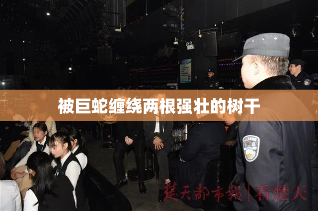 被巨蛇缠绕两根强壮的树干