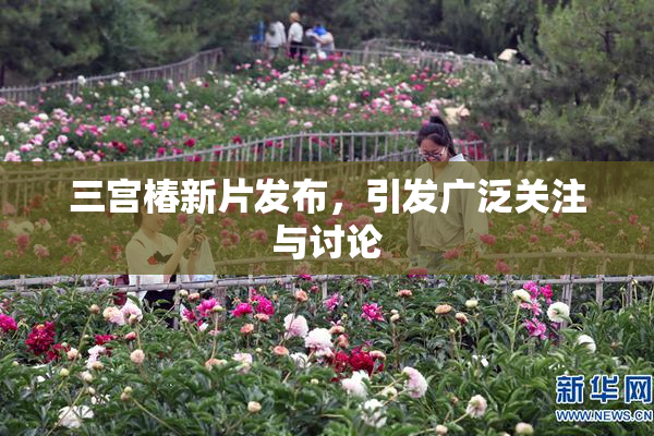 三宫椿新片发布，引发广泛关注与讨论