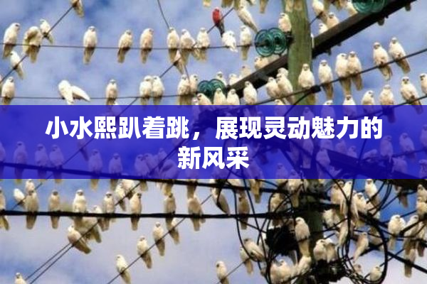 小水熙趴着跳，展现灵动魅力的新风采