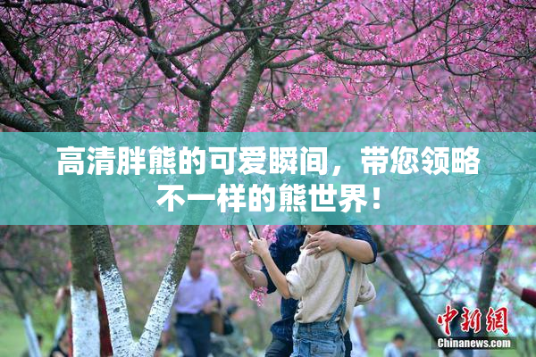 高清胖熊的可爱瞬间，带您领略不一样的熊世界！