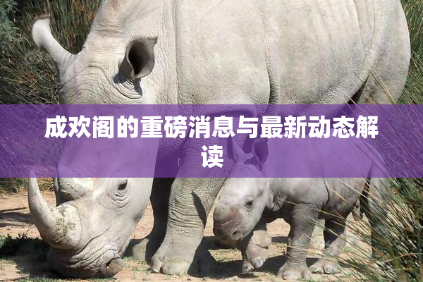 成欢阁的重磅消息与最新动态解读