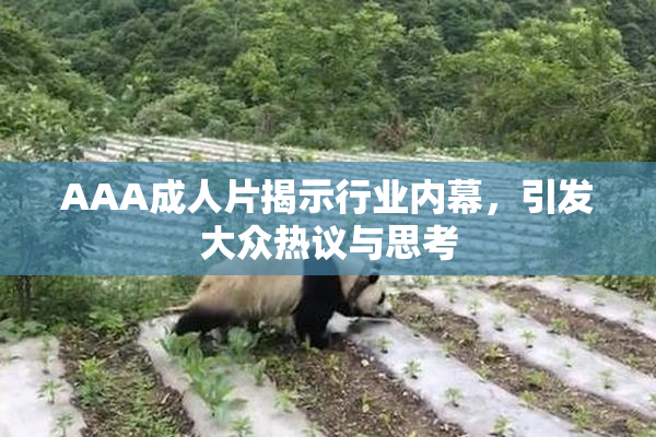 AAA成人片揭示行业内幕，引发大众热议与思考