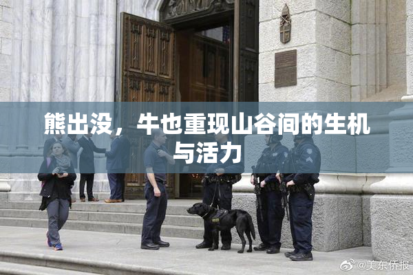 熊出没，牛也重现山谷间的生机与活力