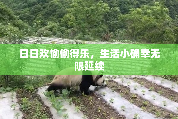 日日欢愉偷得乐，生活小确幸无限延续