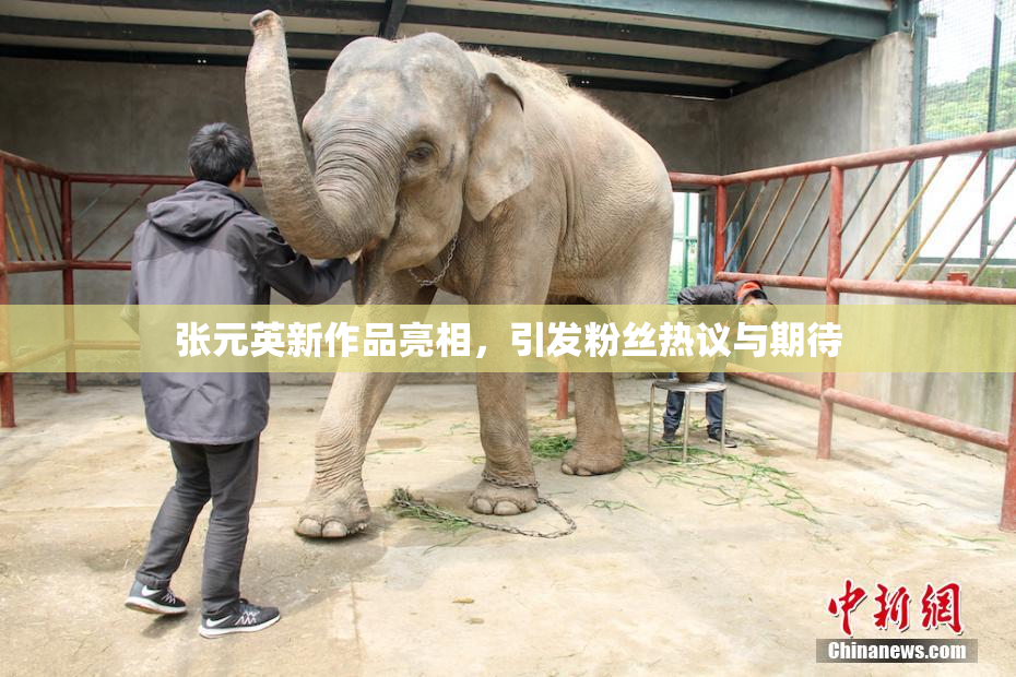 张元英新作品亮相，引发粉丝热议与期待