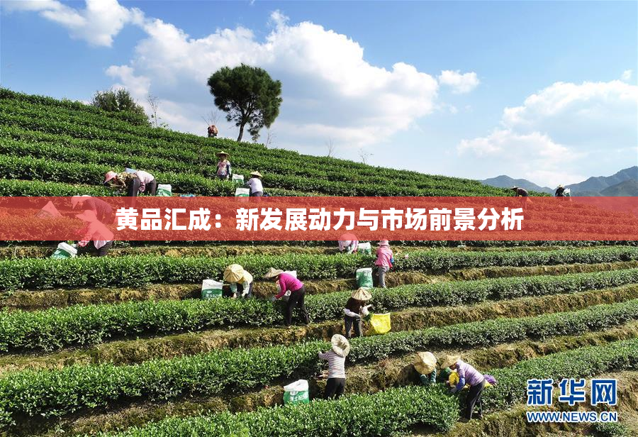 黄品汇成：新发展动力与市场前景分析