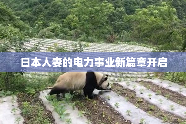 日本人妻的电力事业新篇章开启