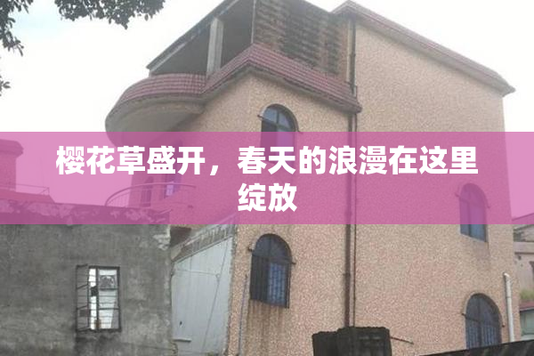 樱花草盛开，春天的浪漫在这里绽放