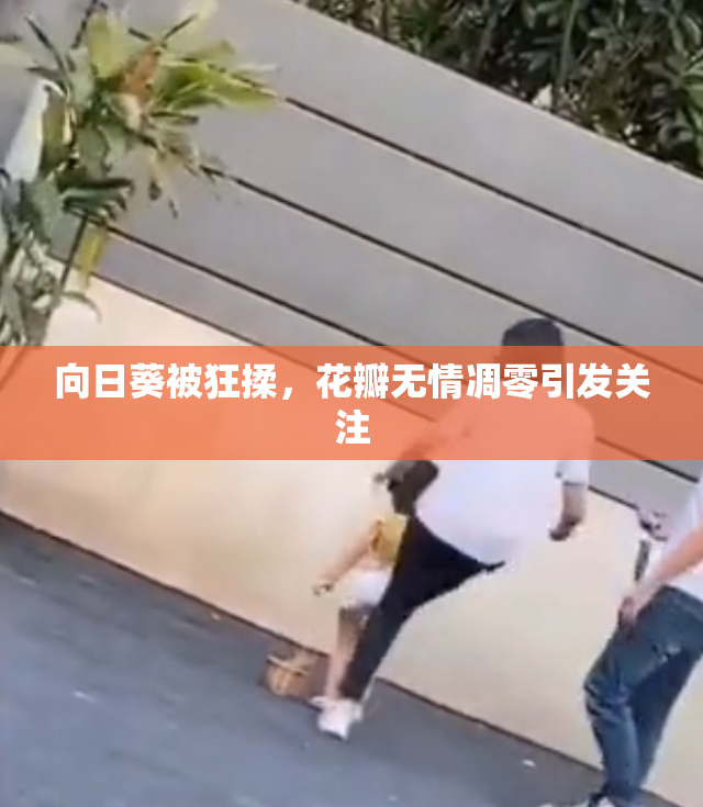 向日葵被狂揉，花瓣无情凋零引发关注