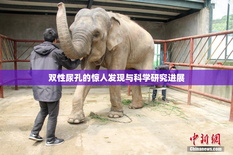 双性尿孔的惊人发现与科学研究进展