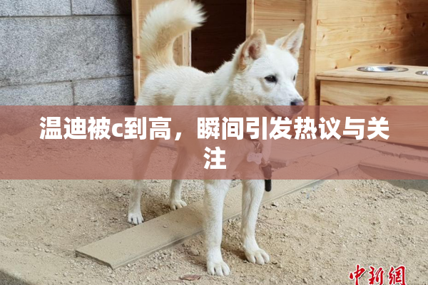 温迪被c到高，瞬间引发热议与关注