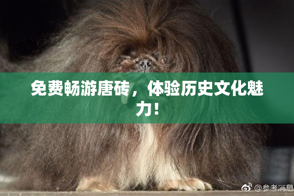 免费畅游唐砖，体验历史文化魅力！