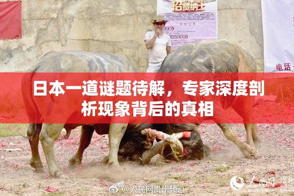 日本一道谜题待解，专家深度剖析现象背后的真相