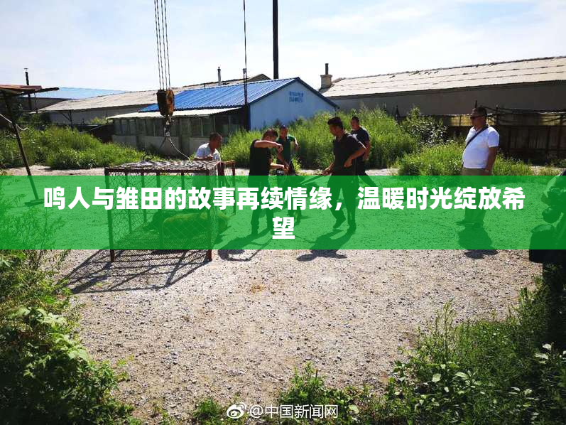 鸣人与雏田的故事再续情缘，温暖时光绽放希望