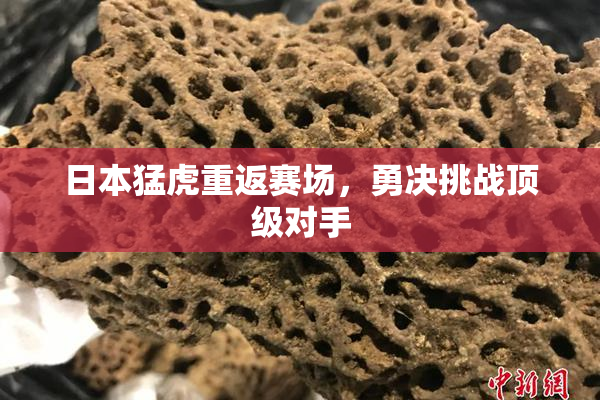 日本猛虎重返赛场，勇决挑战顶级对手