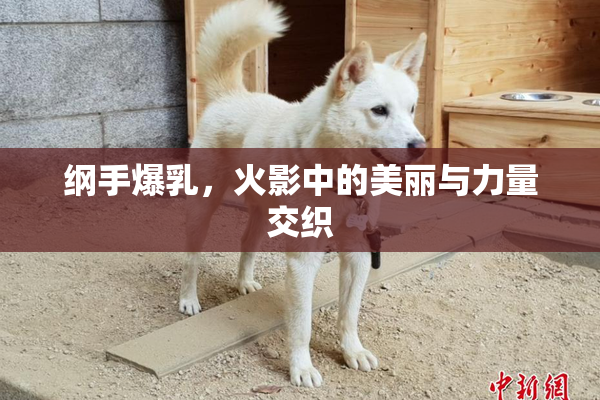 纲手爆乳，火影中的美丽与力量交织