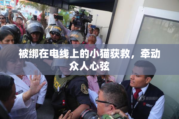 被绑在电线上的小猫获救，牵动众人心弦