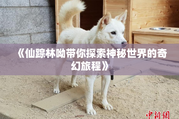 《仙踪林呦带你探索神秘世界的奇幻旅程》