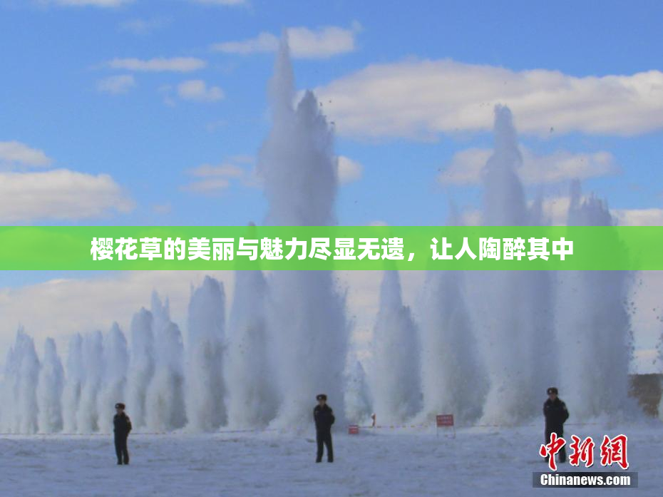樱花草的美丽与魅力尽显无遗，让人陶醉其中