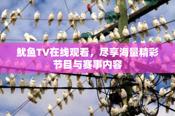 鱿鱼TV在线观看，尽享海量精彩节目与赛事内容