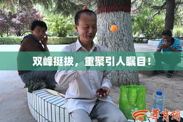 双峰挺拔，重聚引人瞩目！