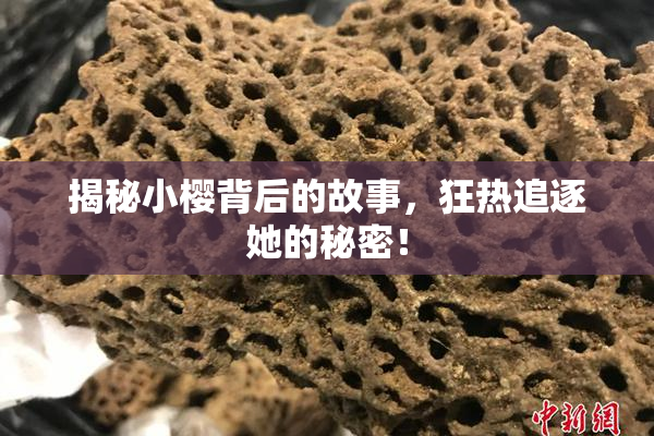 揭秘小樱背后的故事，狂热追逐她的秘密！