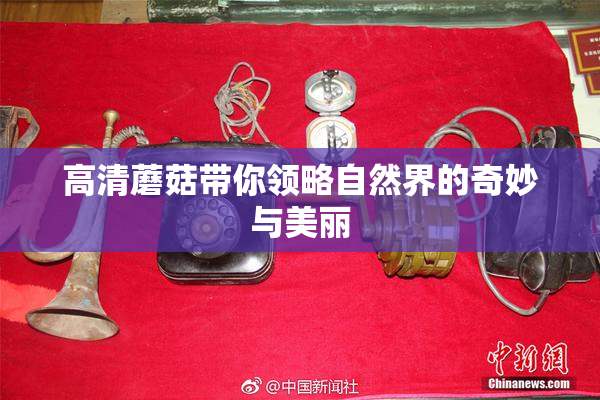 高清蘑菇带你领略自然界的奇妙与美丽