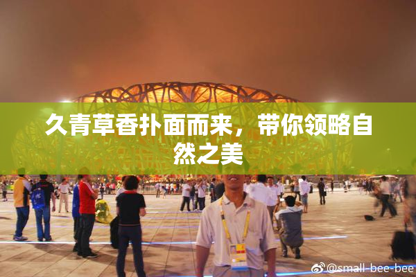 久青草香扑面而来，带你领略自然之美