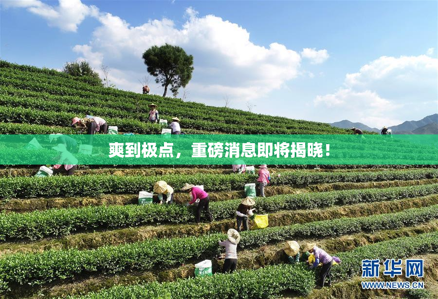 爽到极点，重磅消息即将揭晓！