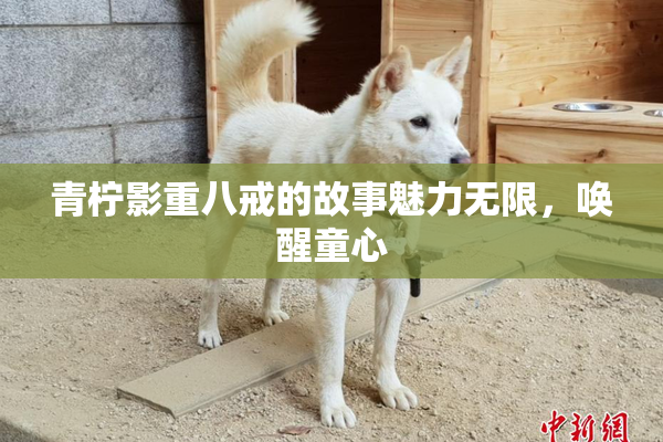 青柠影重八戒的故事魅力无限，唤醒童心