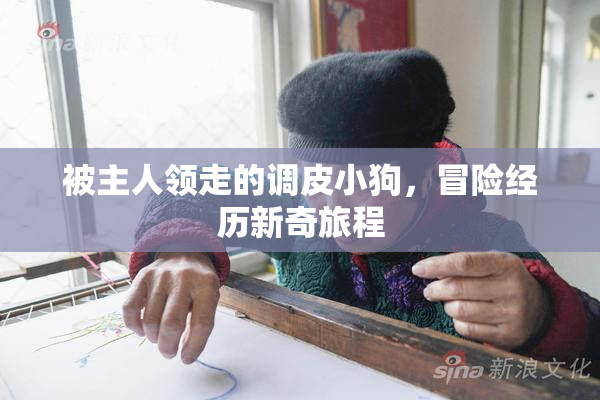 被主人领走的调皮小狗，冒险经历新奇旅程